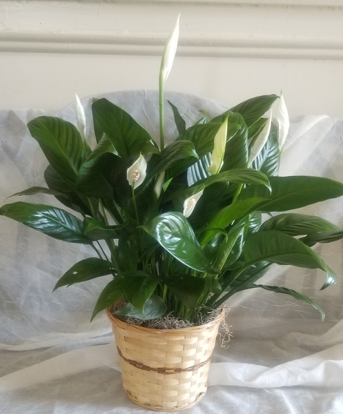 Peace Lily 6" from Lazy Daisy Flowers and Gifts in Keysville, VA