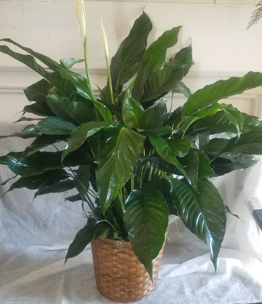 Peace Lily 8" from Lazy Daisy Flowers and Gifts in Keysville, VA