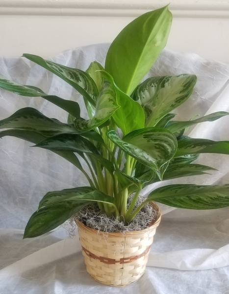 Chinese Evergreen from Lazy Daisy Flowers and Gifts in Keysville, VA